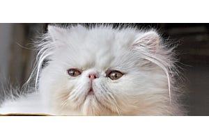 white Persian cat