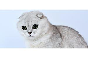 white Scottish Fold cat with small ears