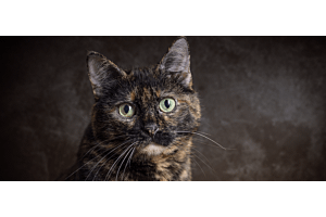 tortie cat face
