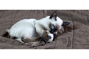toybob cat playing - small cat breeds