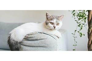 White Munchkin cat lying on couch arm