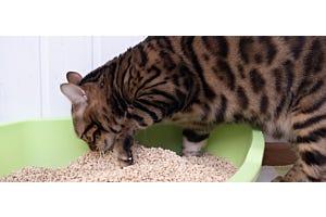 bengal cat burying poop in litter box