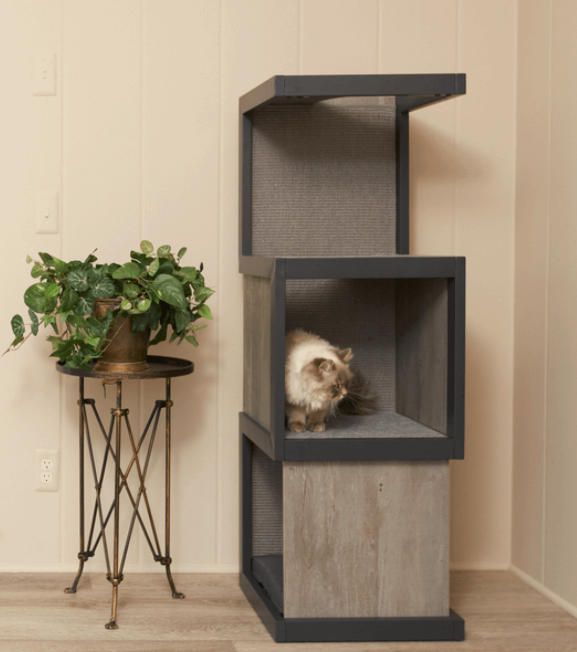 Siberian cat on cat tree cat tower