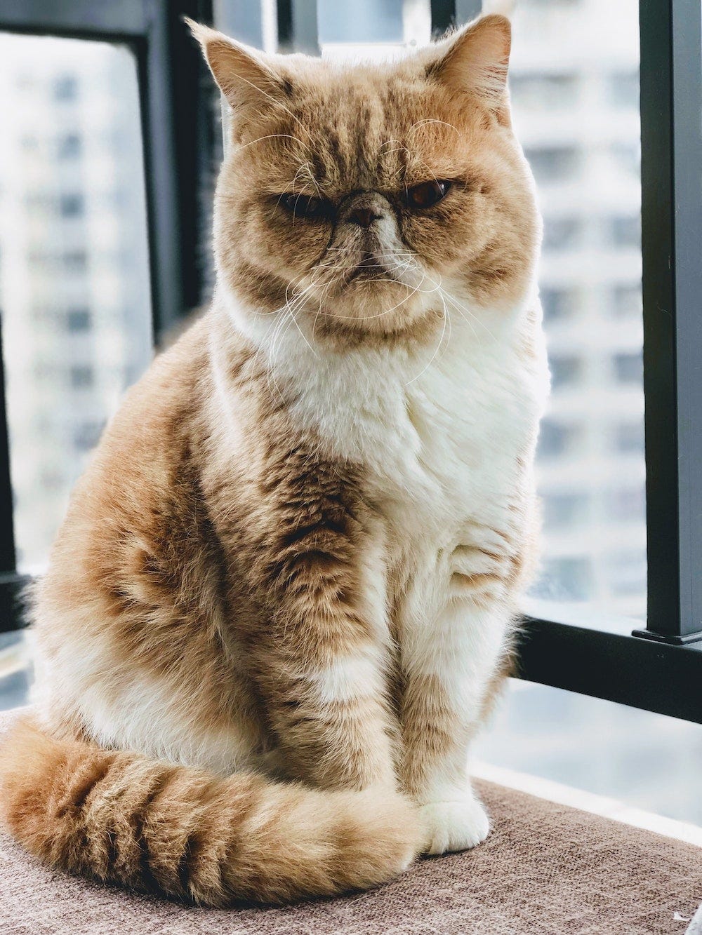 Orange and white Exotic Shorthair cat