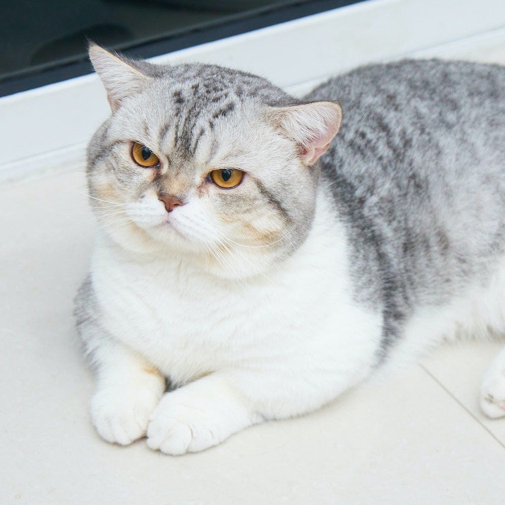 White and grey British Shorthair