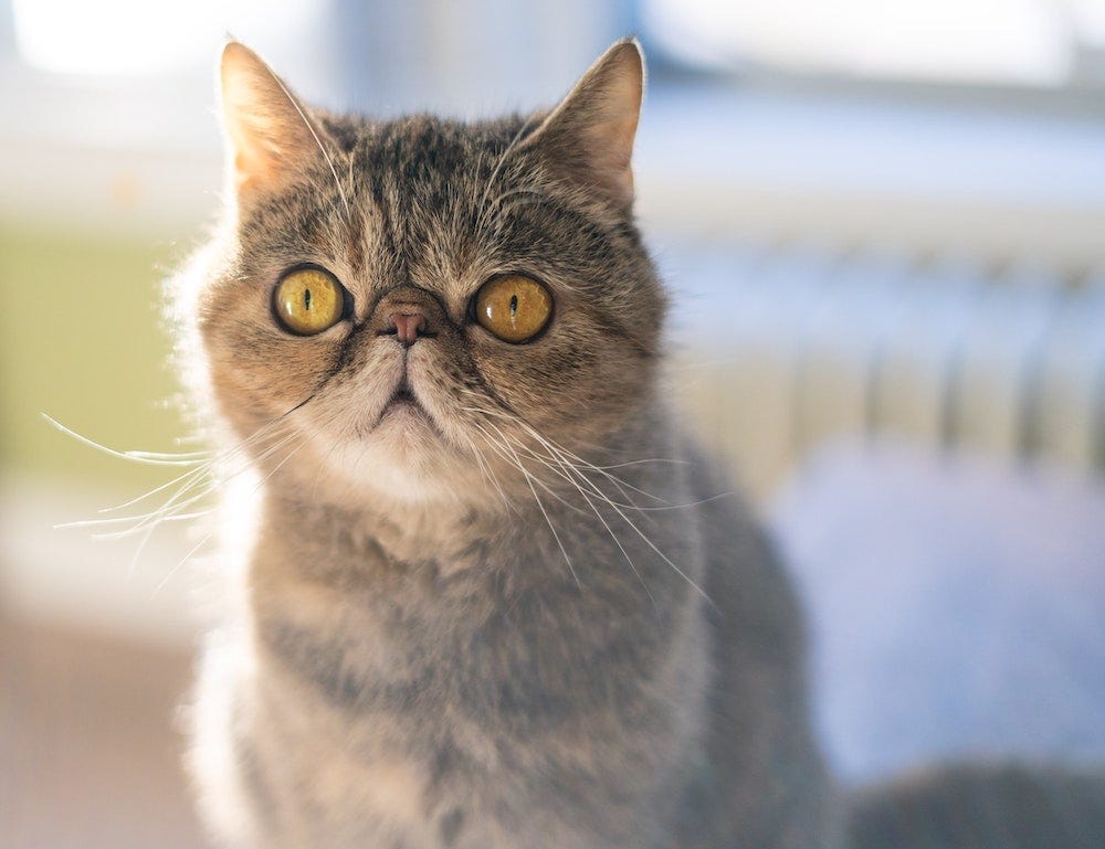 Exotic Shorthair cat