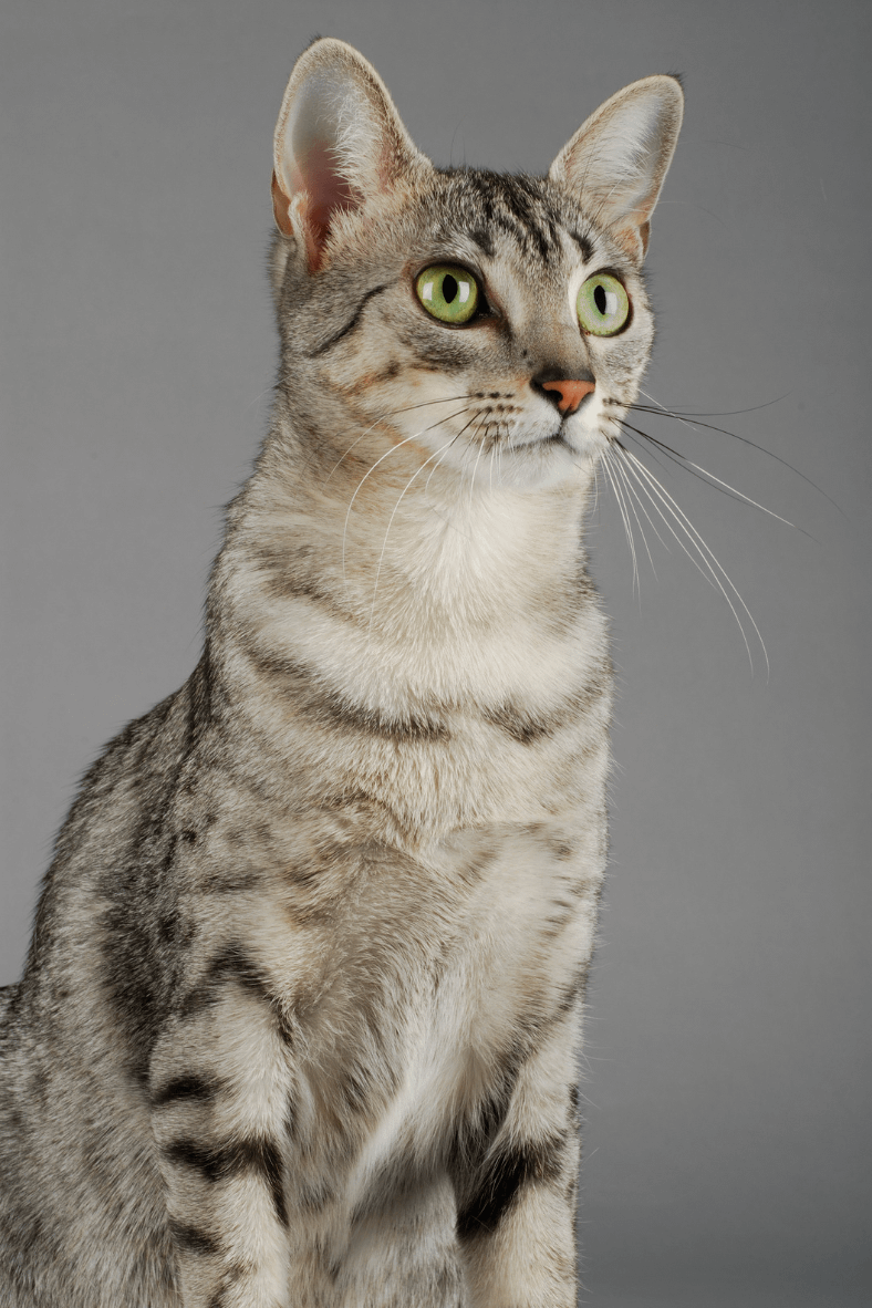 Egyptian Mau cat sitting up