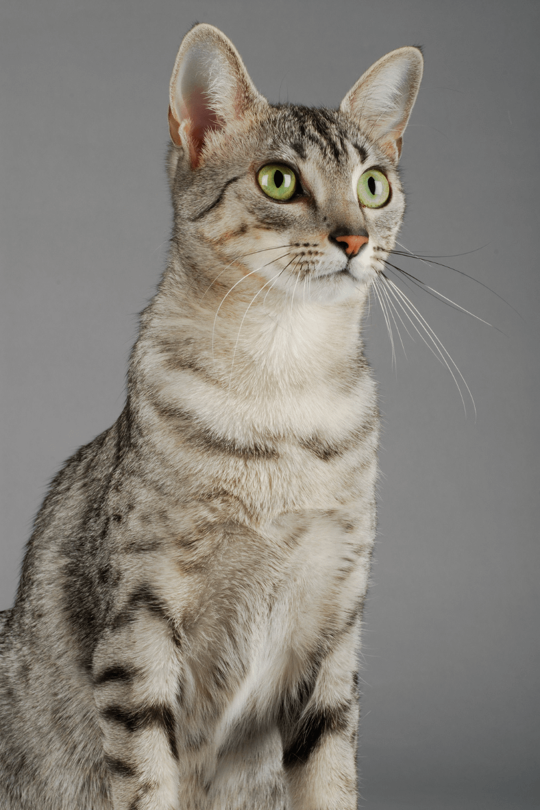 Egyptian Mau Cat 1024x683