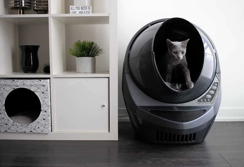 Russian Blue cat inside Litter-Robot