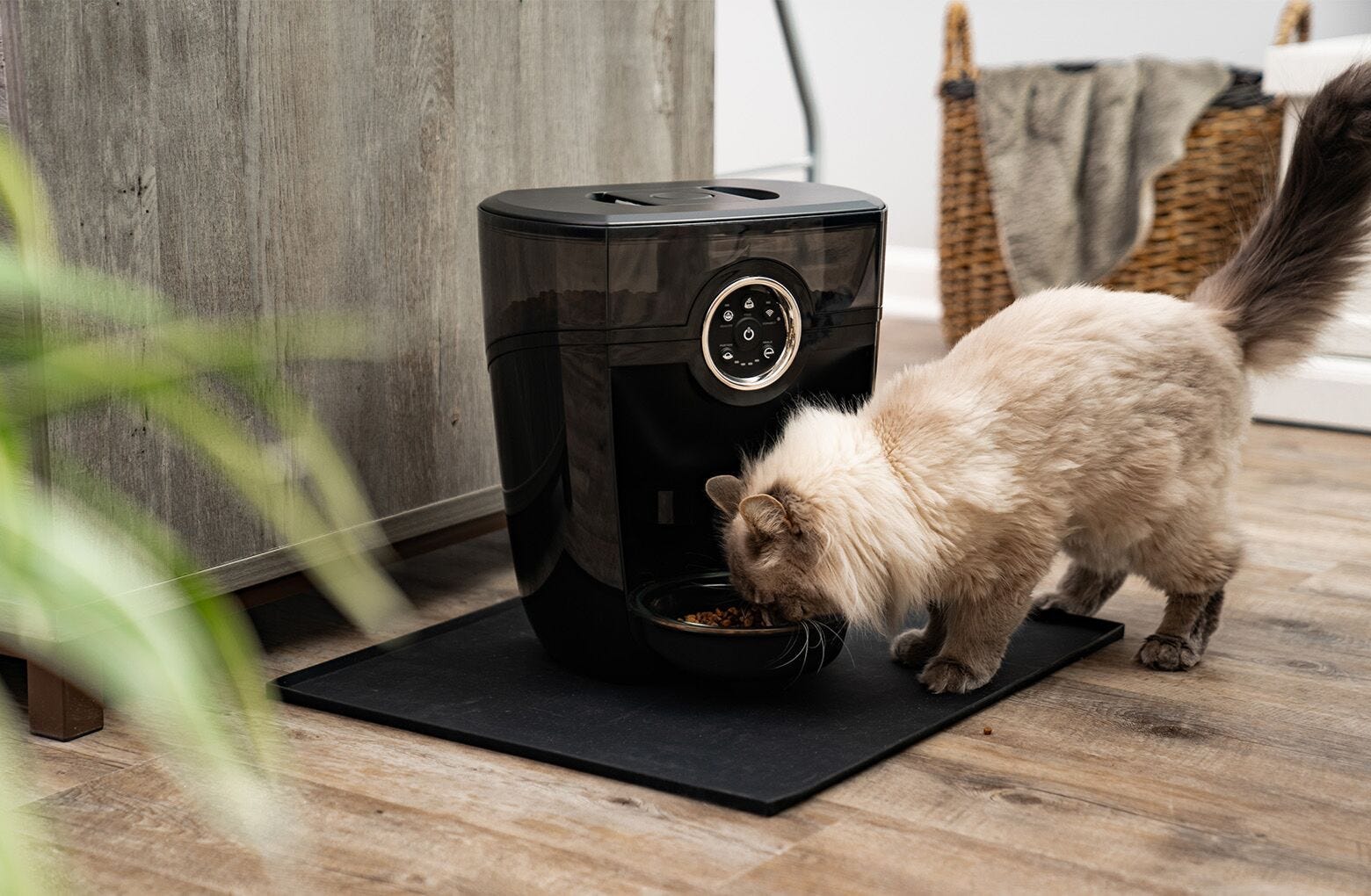 White Siberian cat eating from automatic cat feeder, Feeder-Robot