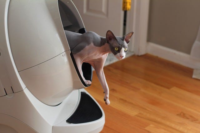 Sphynx cat exiting Litter-Robot