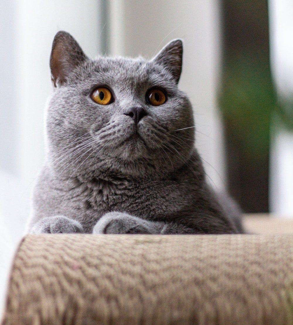 British Shorthair Cats Cinnamon British Shorthair Cats Cinnamon