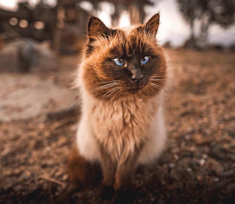 chocolate Himalayan cat