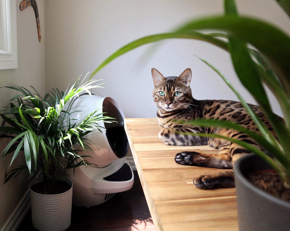 Bengal cat lying on table near plant and Litter-Robot