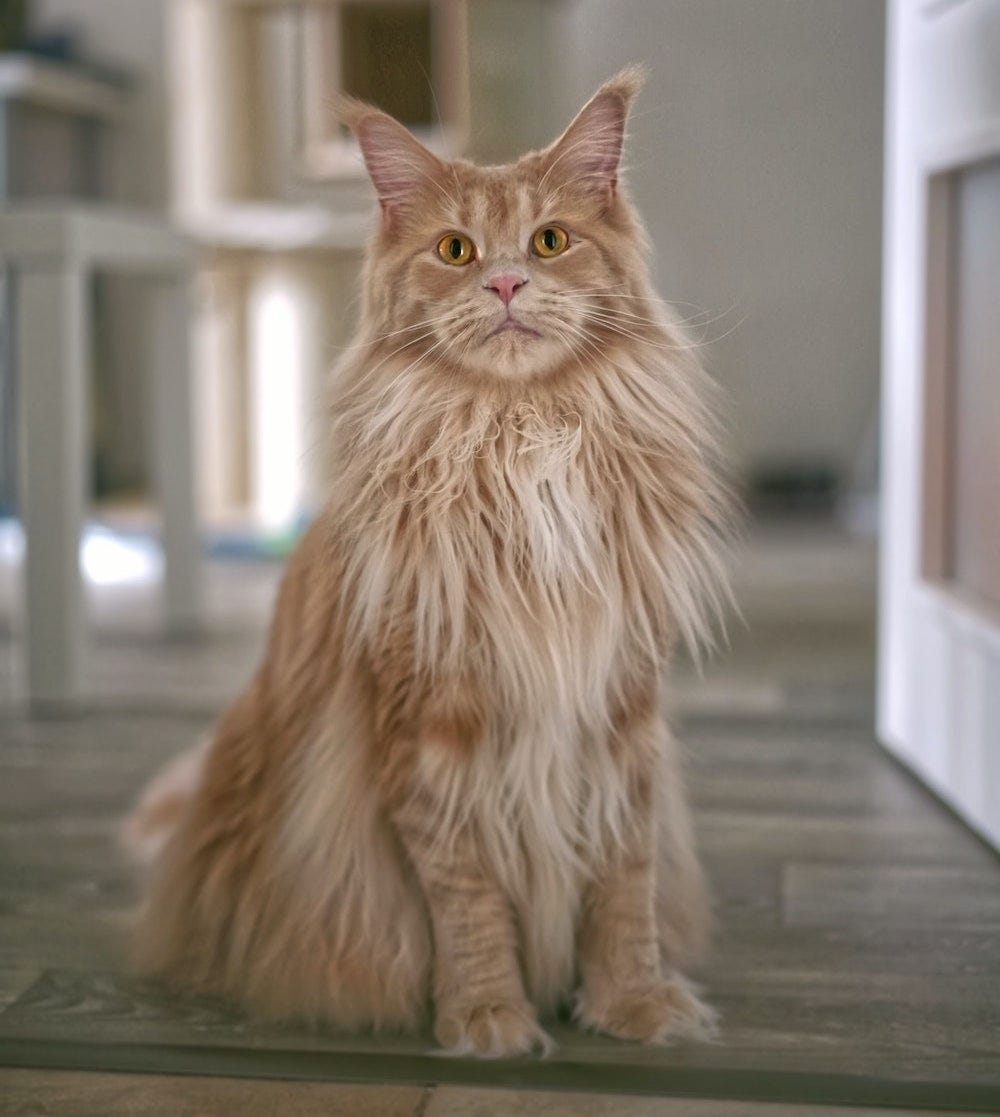 orange cream Maine Coon cat