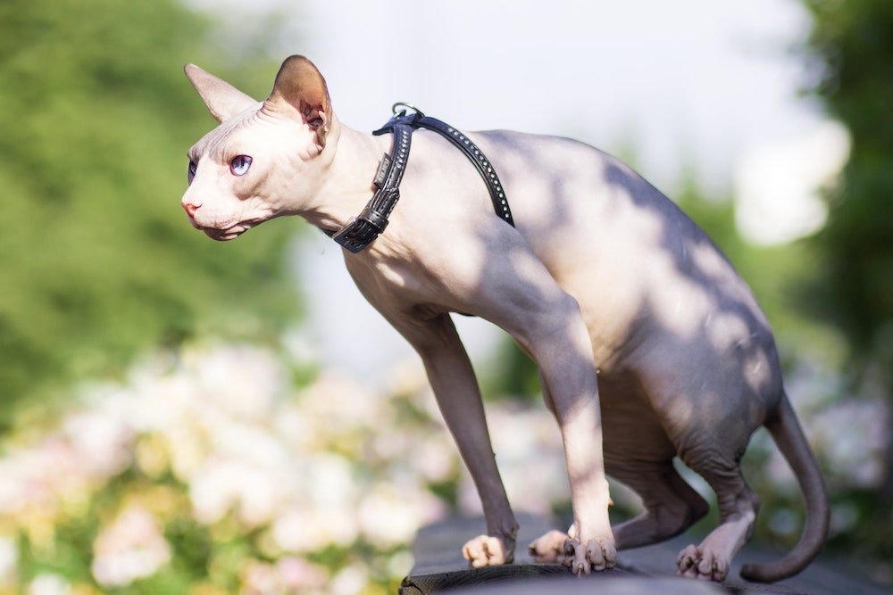 Sphynx cat outside on leash