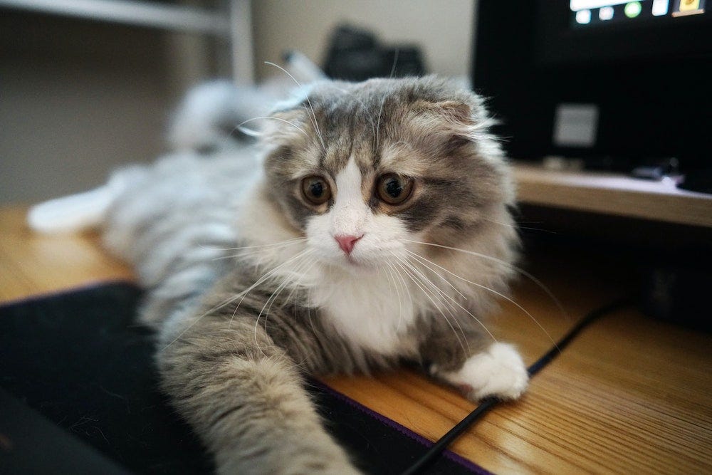 Longhaired Scottish Fold cat