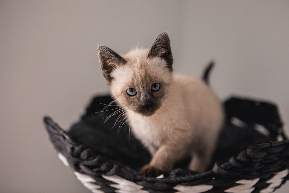 Siamese kitten