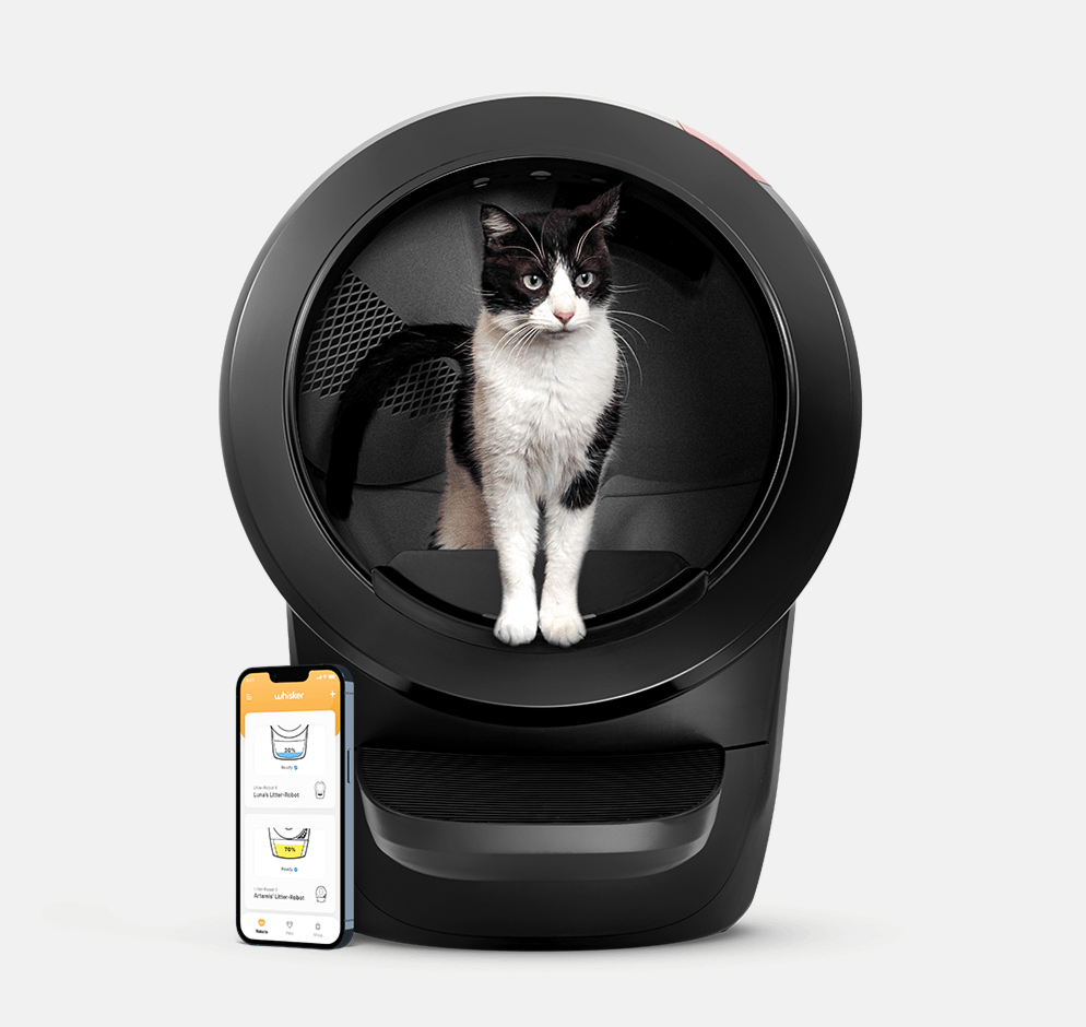 Cat UTI Symptoms Treatment Prevention Litter Robot