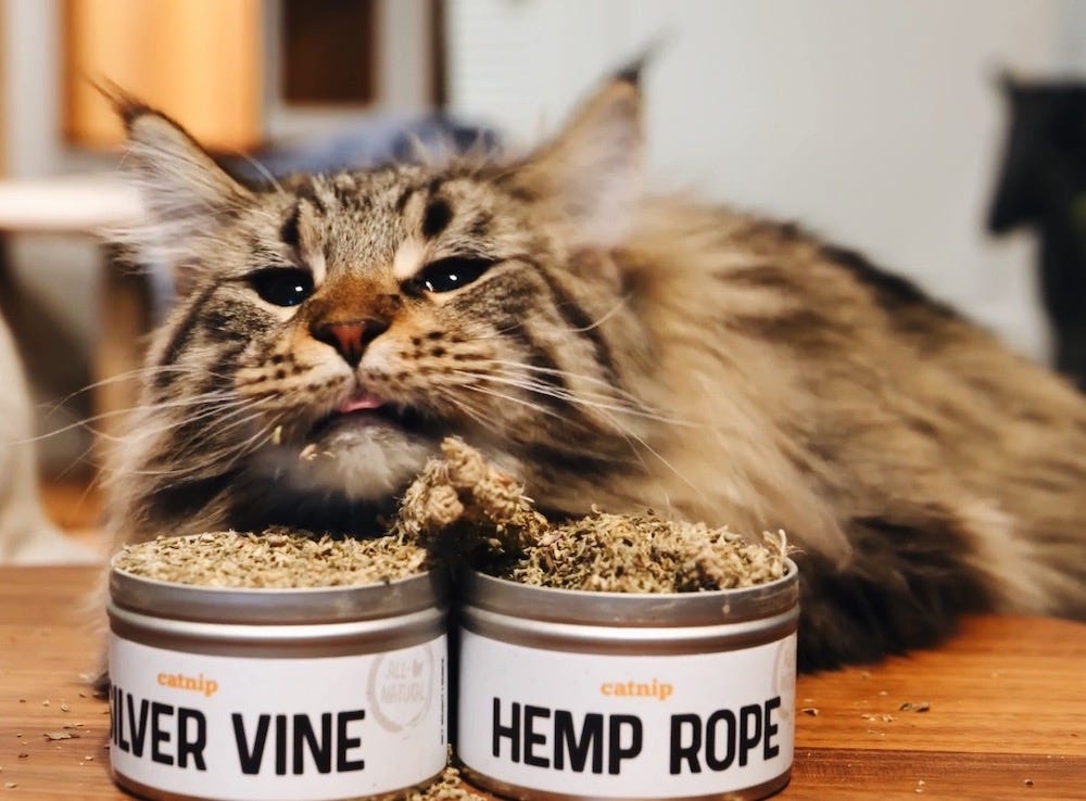 Maine Coon cat eating catnip