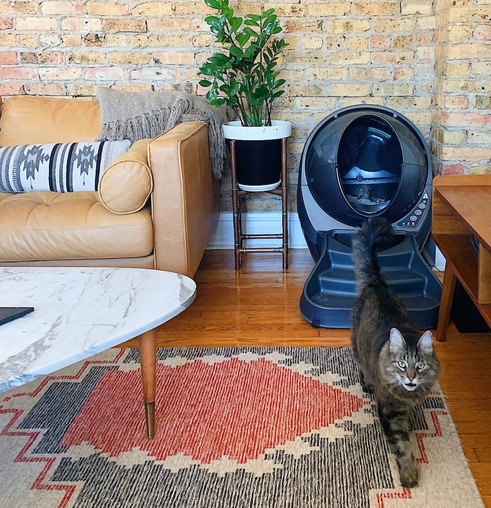 Maine coon cat walking away from Litter-Robot