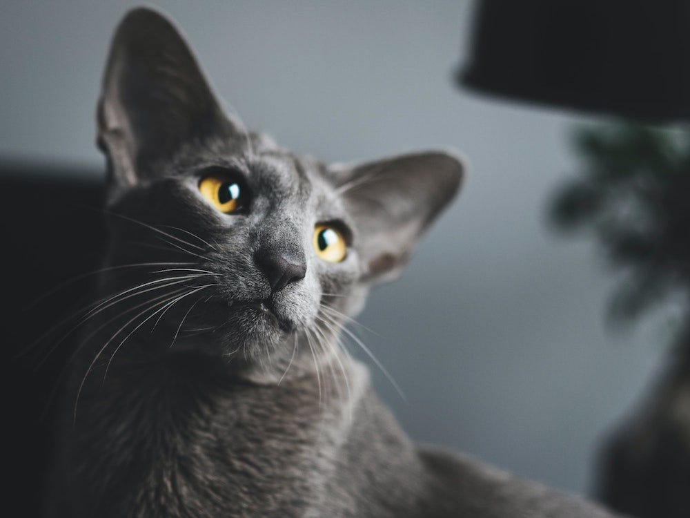 grey Oriental Shorthair cat