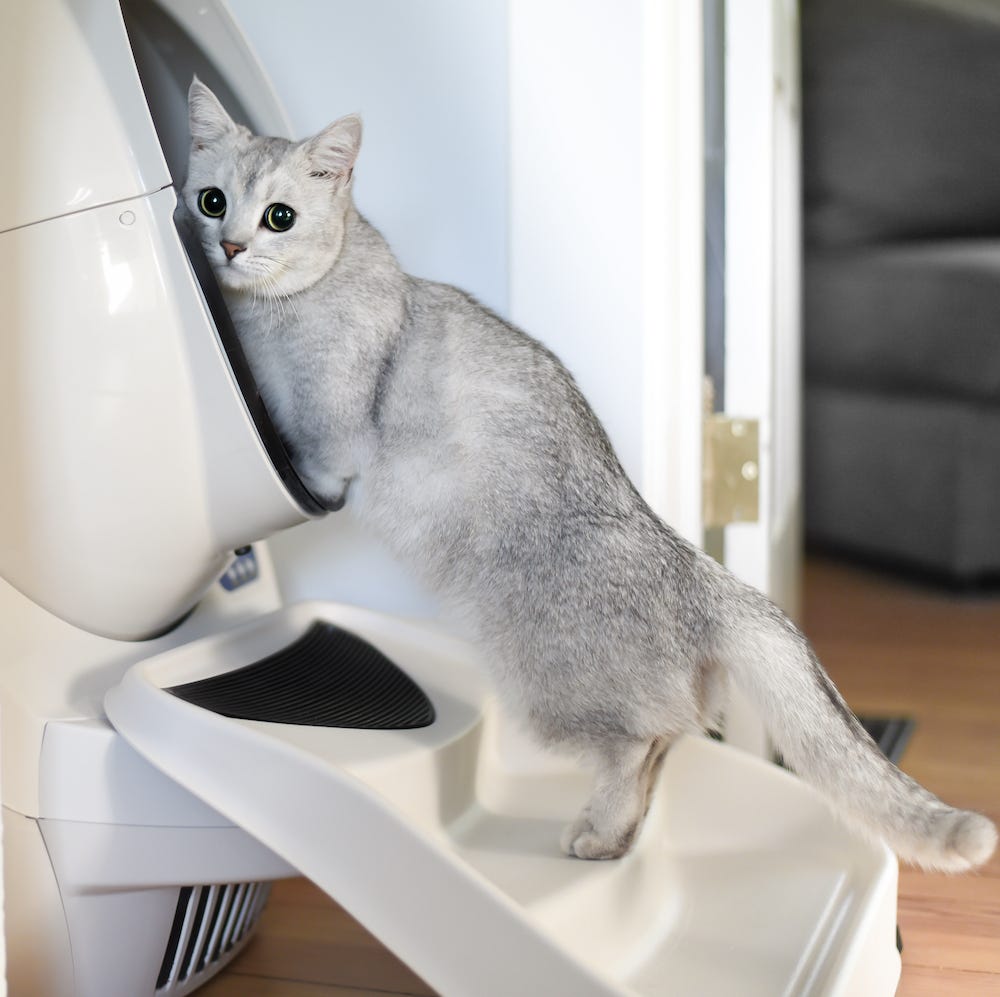 Munchkin cat entering an Litter-Robot 3 Connect automatic litter box on ramp