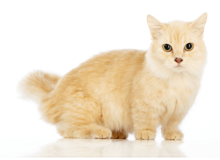 Cream-colored Munchkin cat