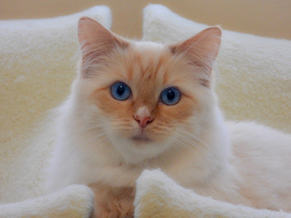 white Ragdoll cat sitting inside basket