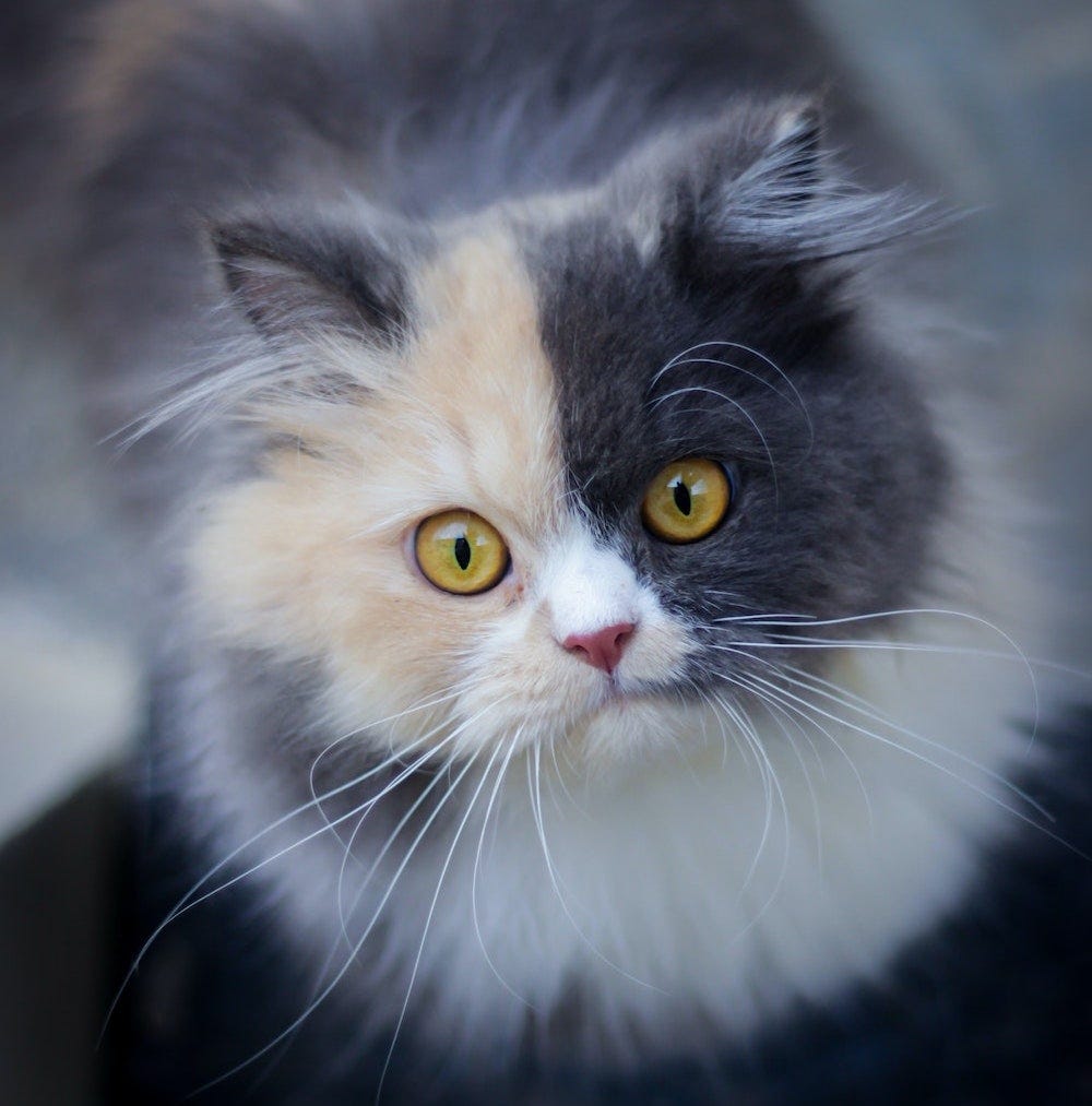 calico Persian cat