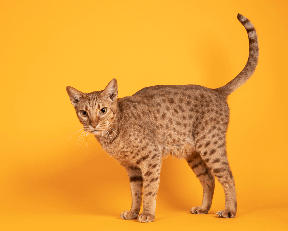 Ocicat fashion domestic cats