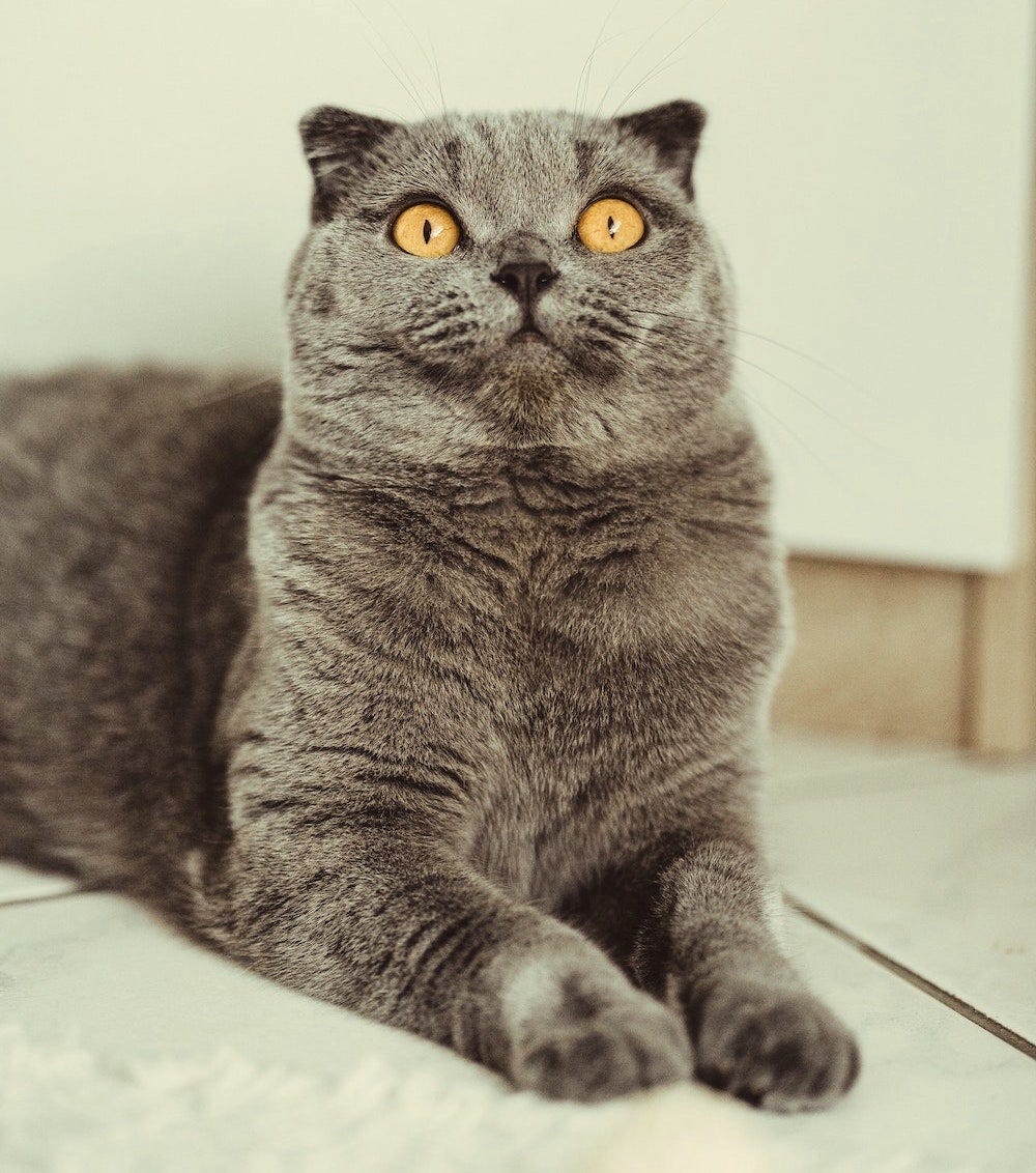 grey Scottish Fold cat with small ears