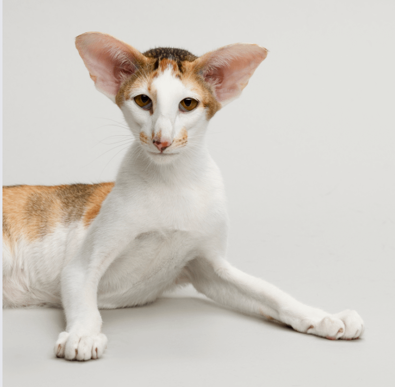 Oriental Shorthair Cats For Sale