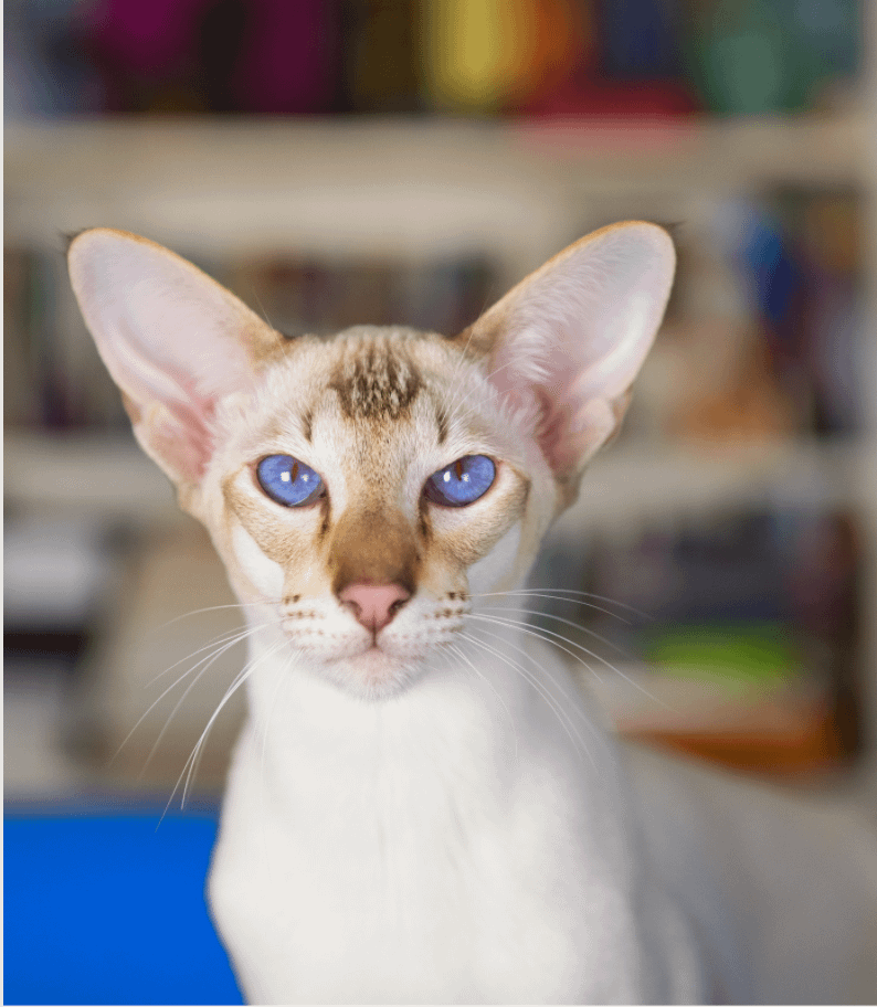 white Oriental Shorthair