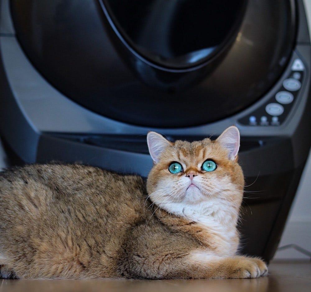 orange British Shorthair lying in front of Litter-Robot