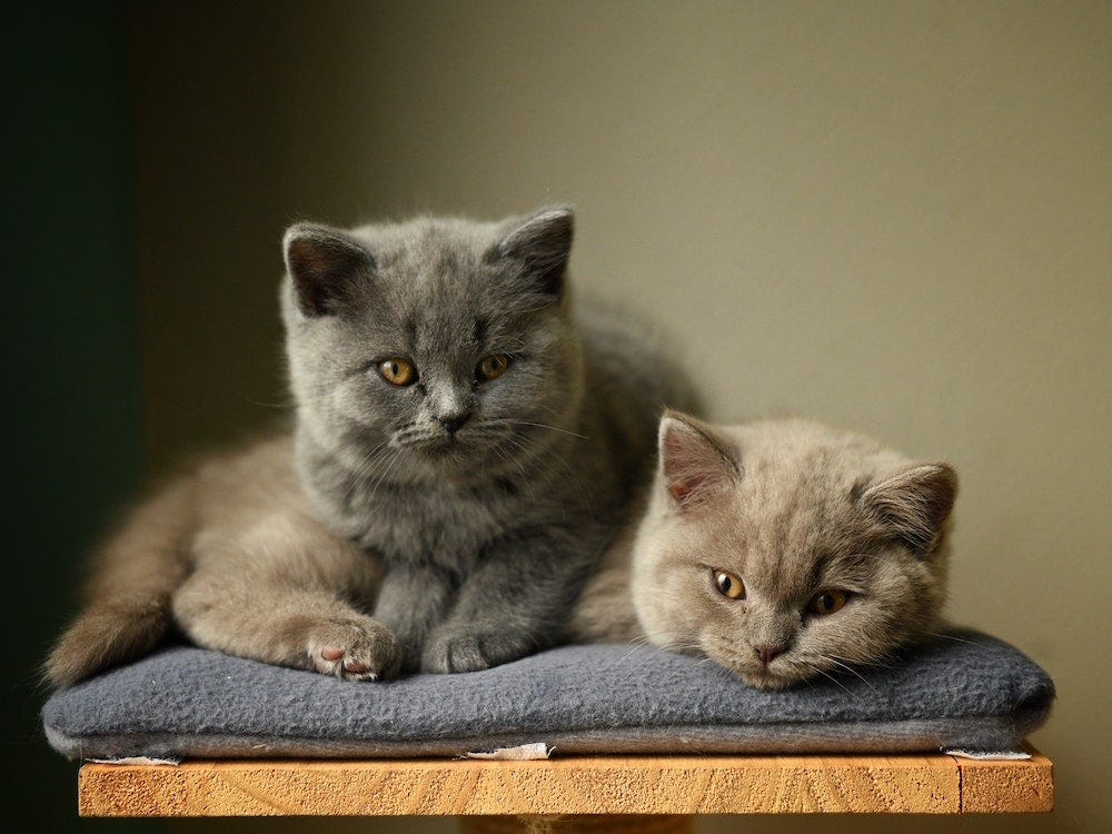 Two British Shorthair kittens