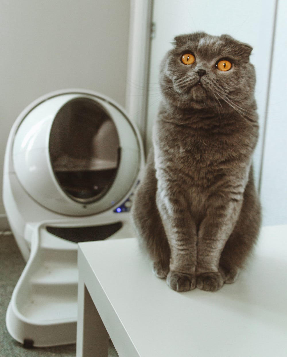 grey Scottish Fold cat in front of Litter-Robot