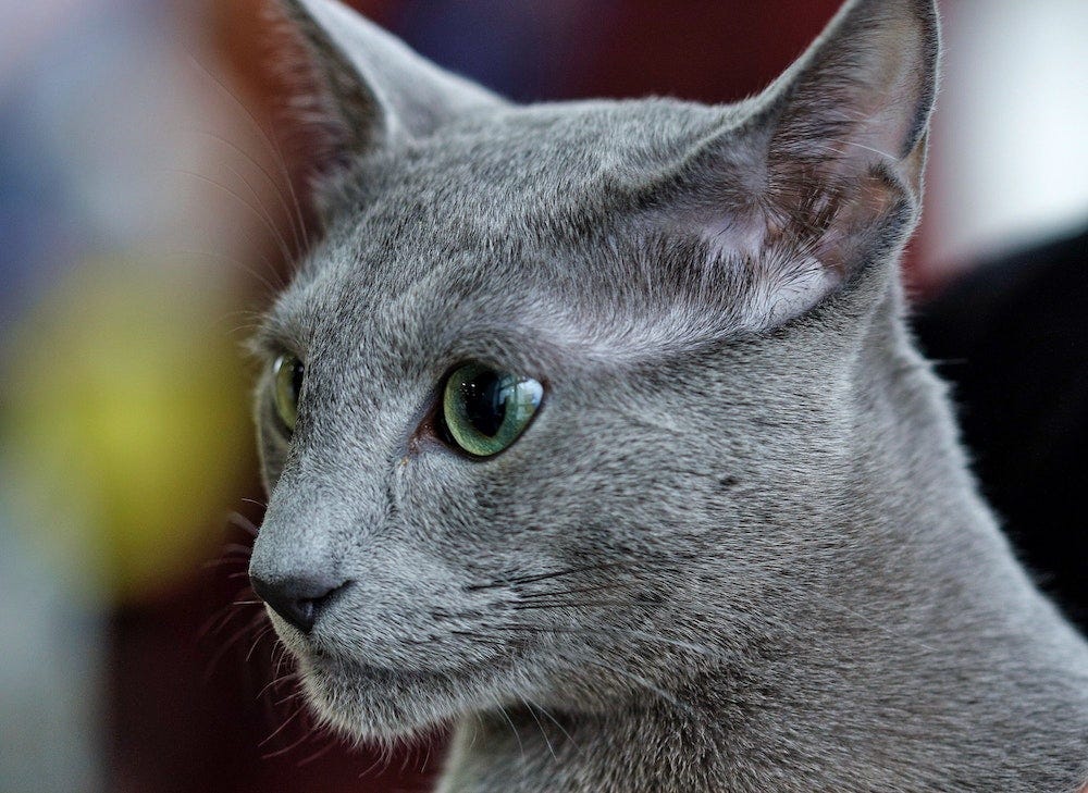 Russian Blue cat