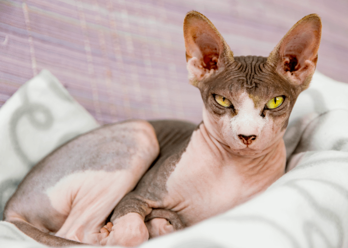 Large Lepidolite top Spinx Cat