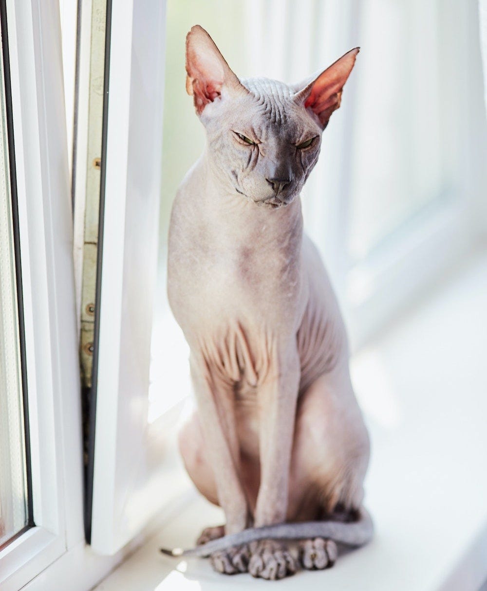Sphynx cat sitting next to window