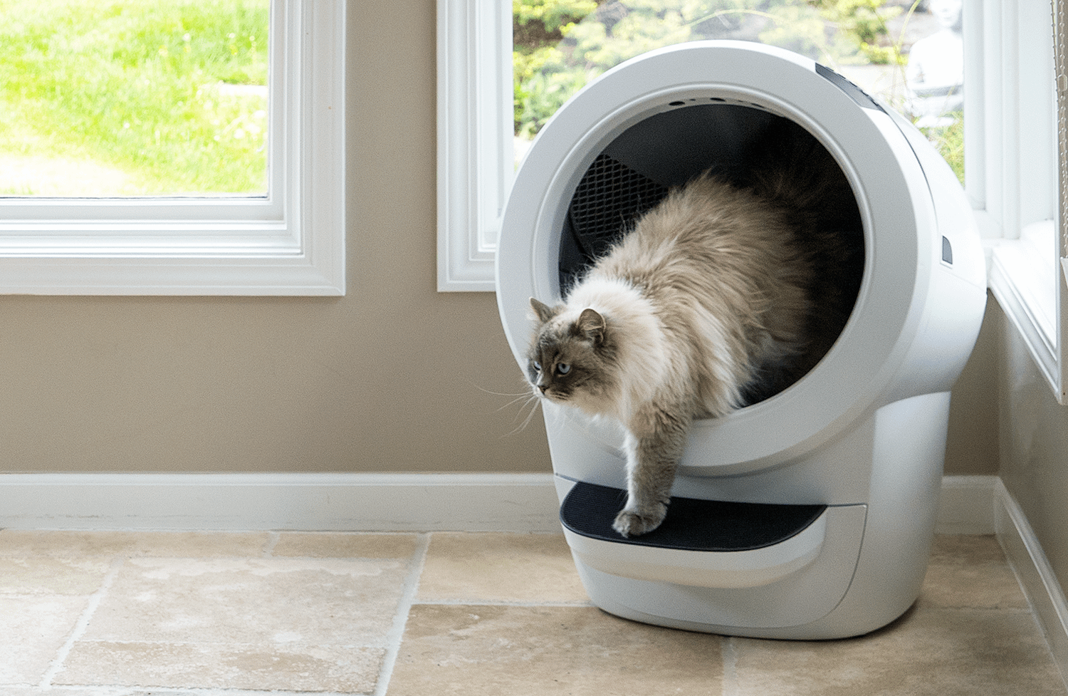 My cat stopped using the litter box best sale