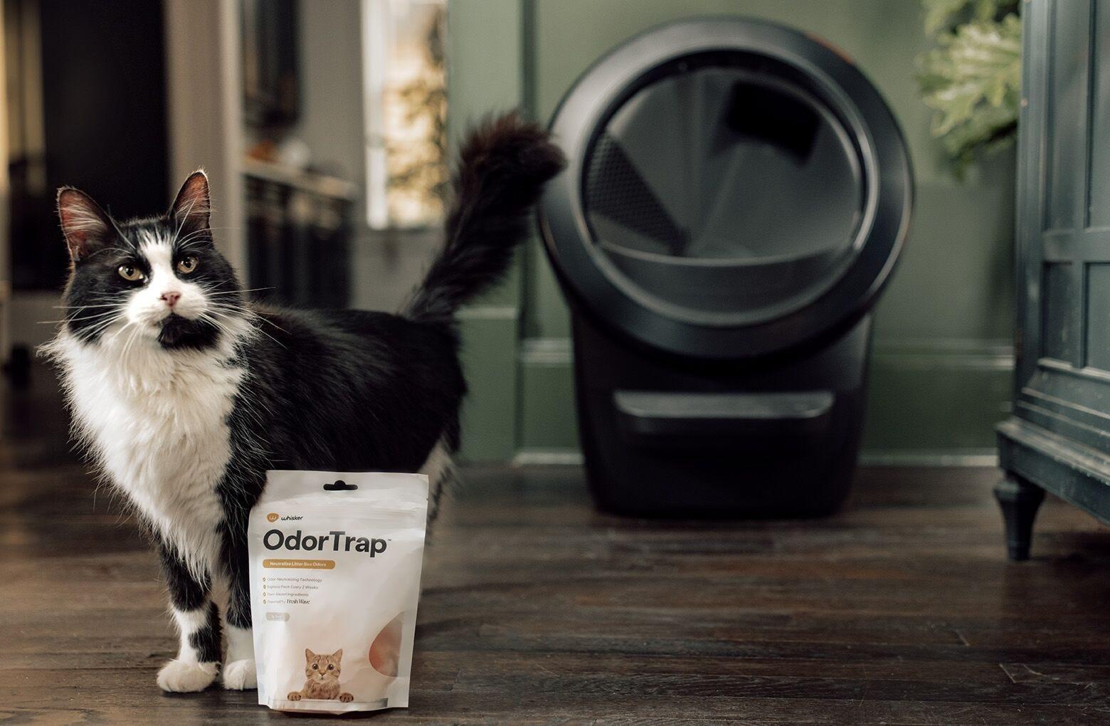 Cat litter box odor new arrivals