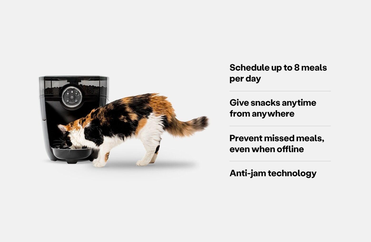 Multicolored cat eating from a white feeder robot