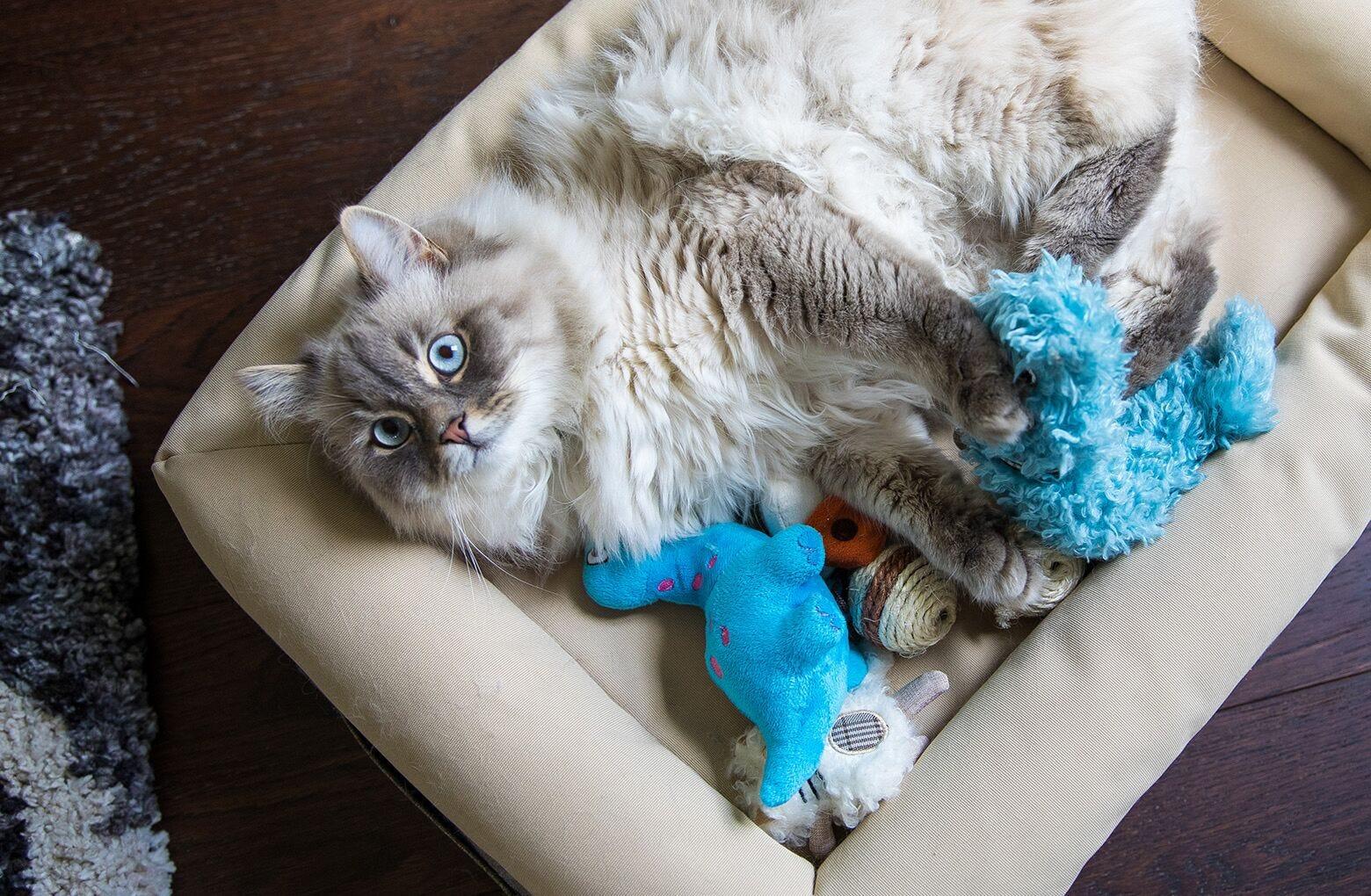 Memory Foam Cat Bed Litter Robot