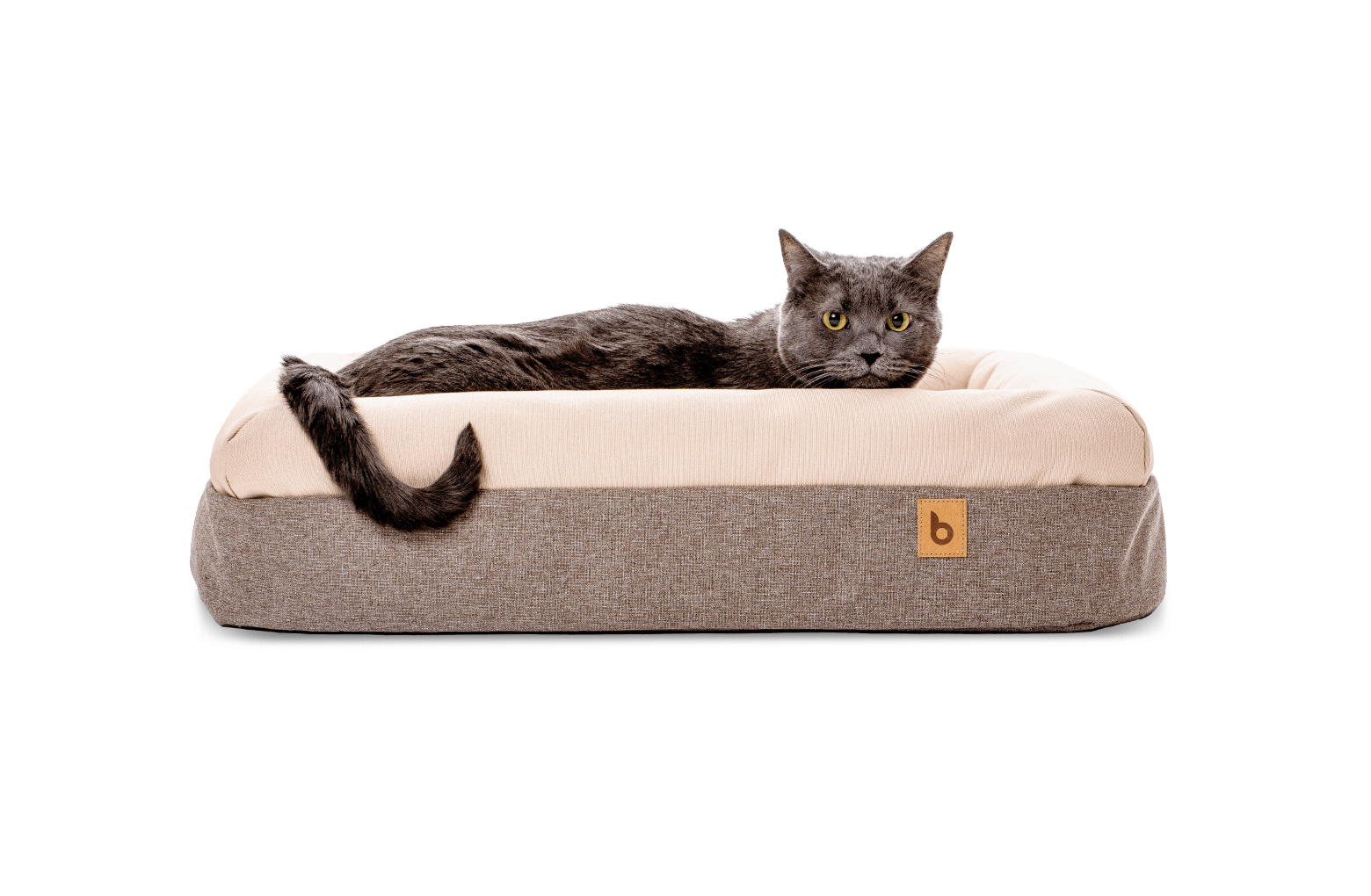 Gray cat laying in memory foam bed