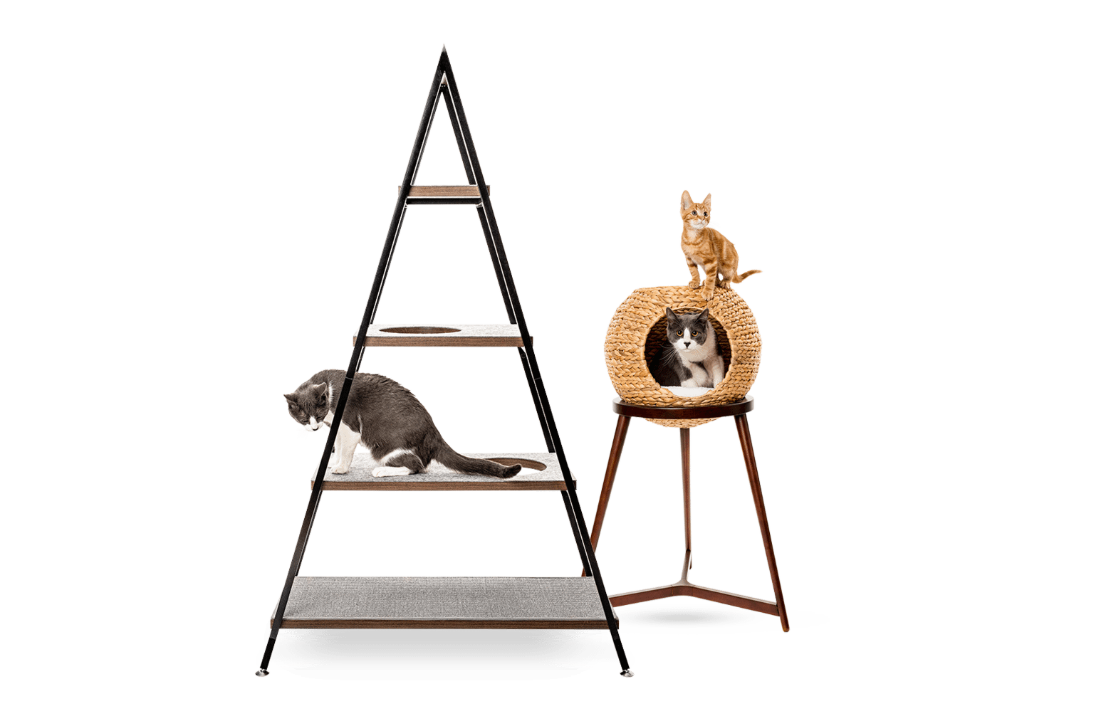 Cat pyramid and orb bundle