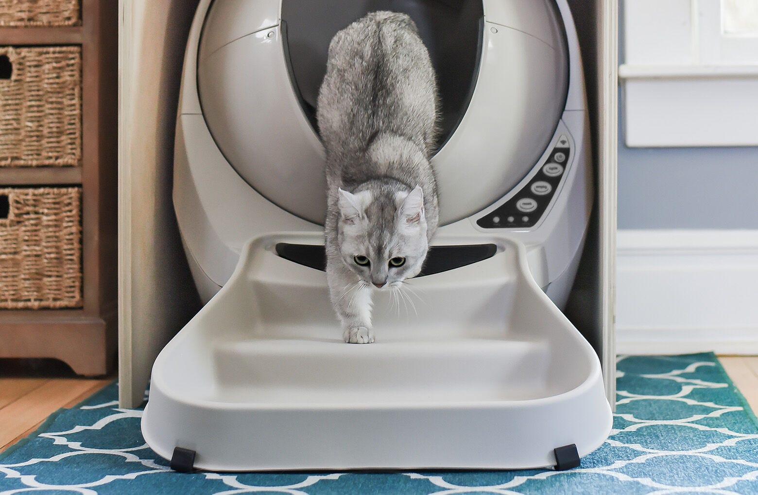 Cat ramp for litter box cheap