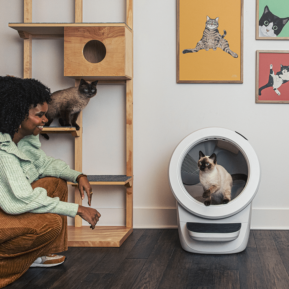 Cat evolution litter robot hotsell