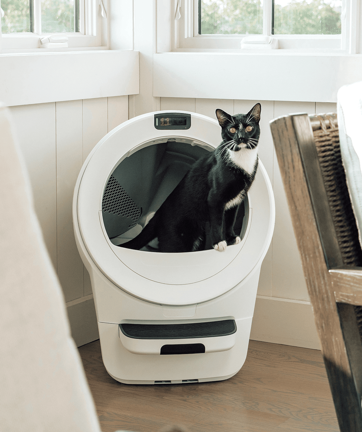 Whisker.com Litter-Robot 5 tuxedo cat