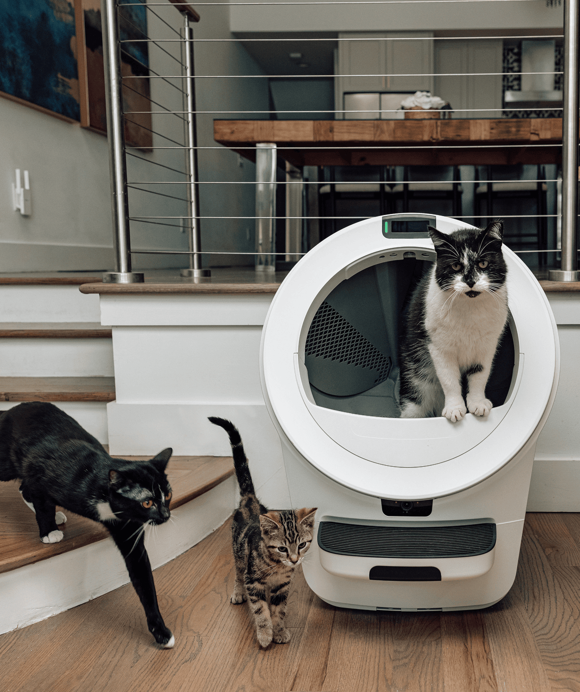 Whisker.com tuxedo cat using Litter-Robot 5 Pro